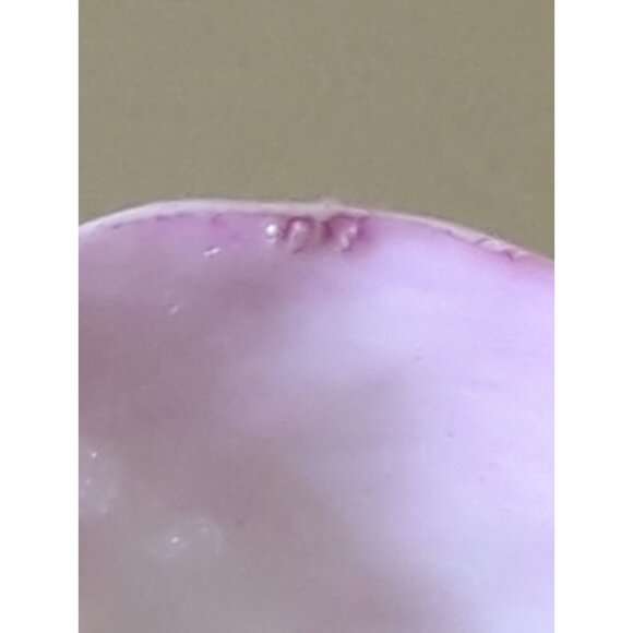Antique Belleek 2nd Black Mark Pine Cone Tea Cup ONLY RARE Pink Porcelain - Picture 10 of 13